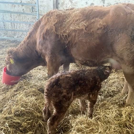 Dairy & Beef Cows photo 5