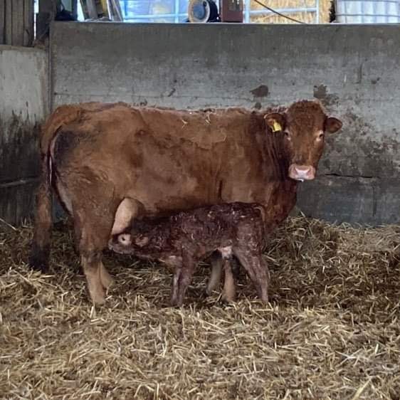 Dairy & Beef Cows photo 6