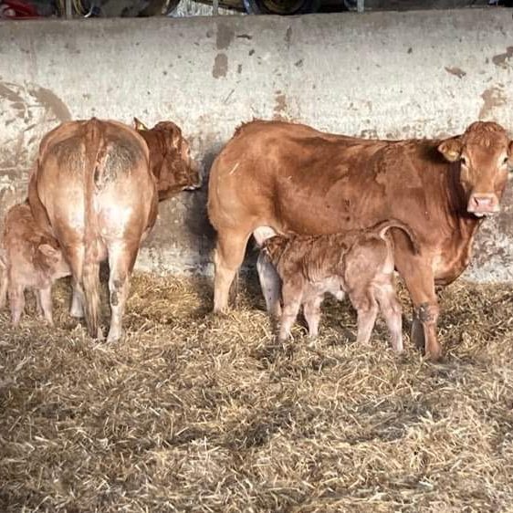 Dairy & Beef Cows photo 7