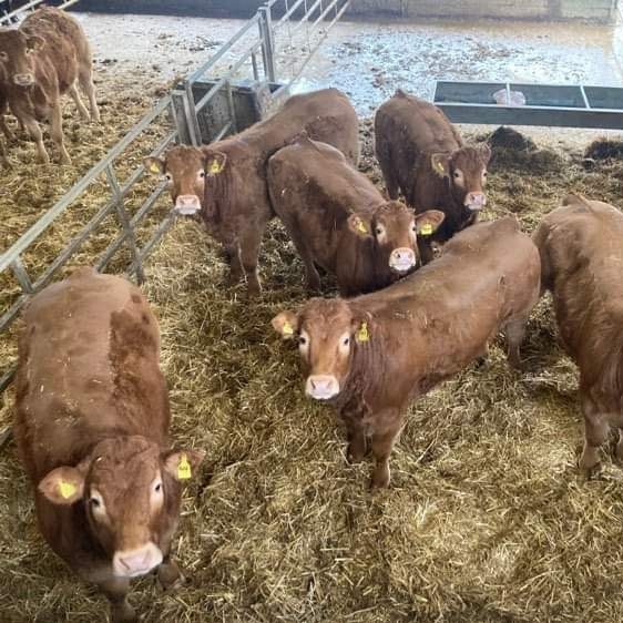 Dairy & Beef Cows photo 8