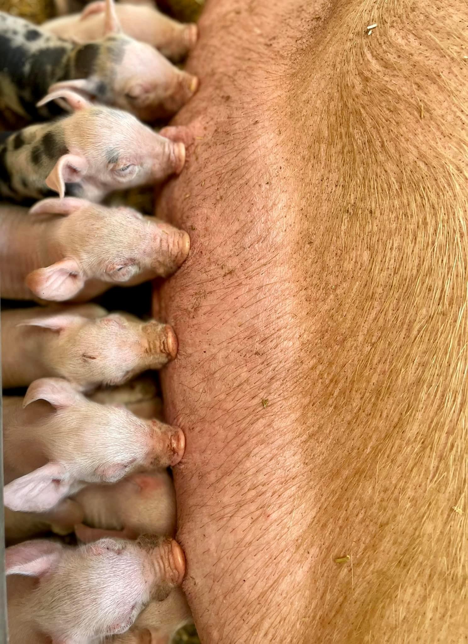 Pigs photo 1