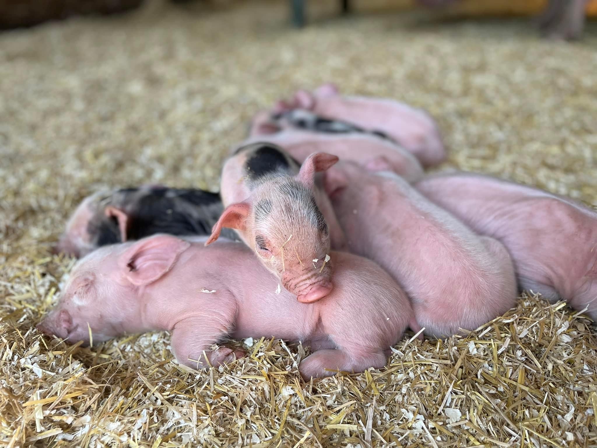 Pigs photo 2