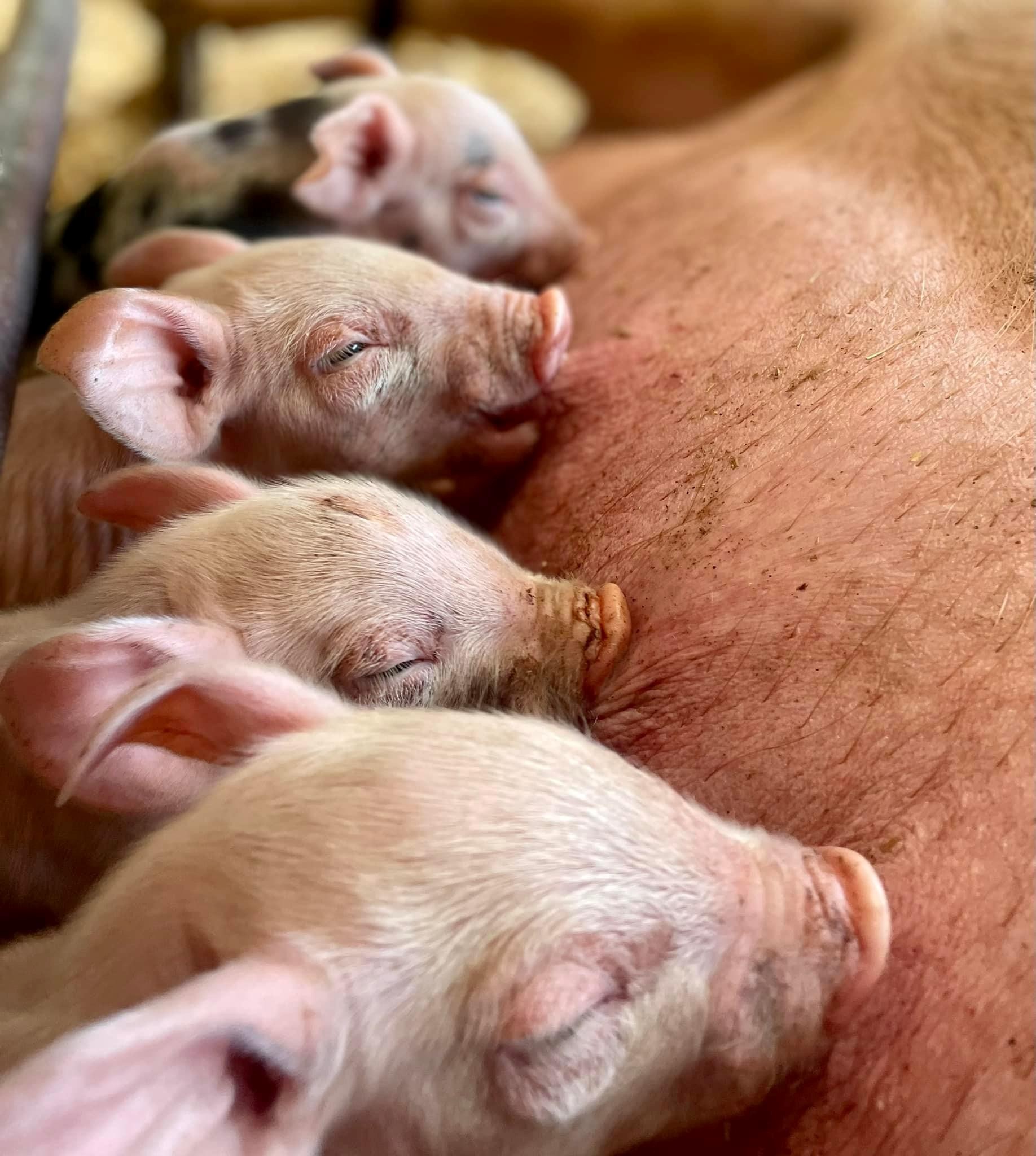 Pigs photo 3