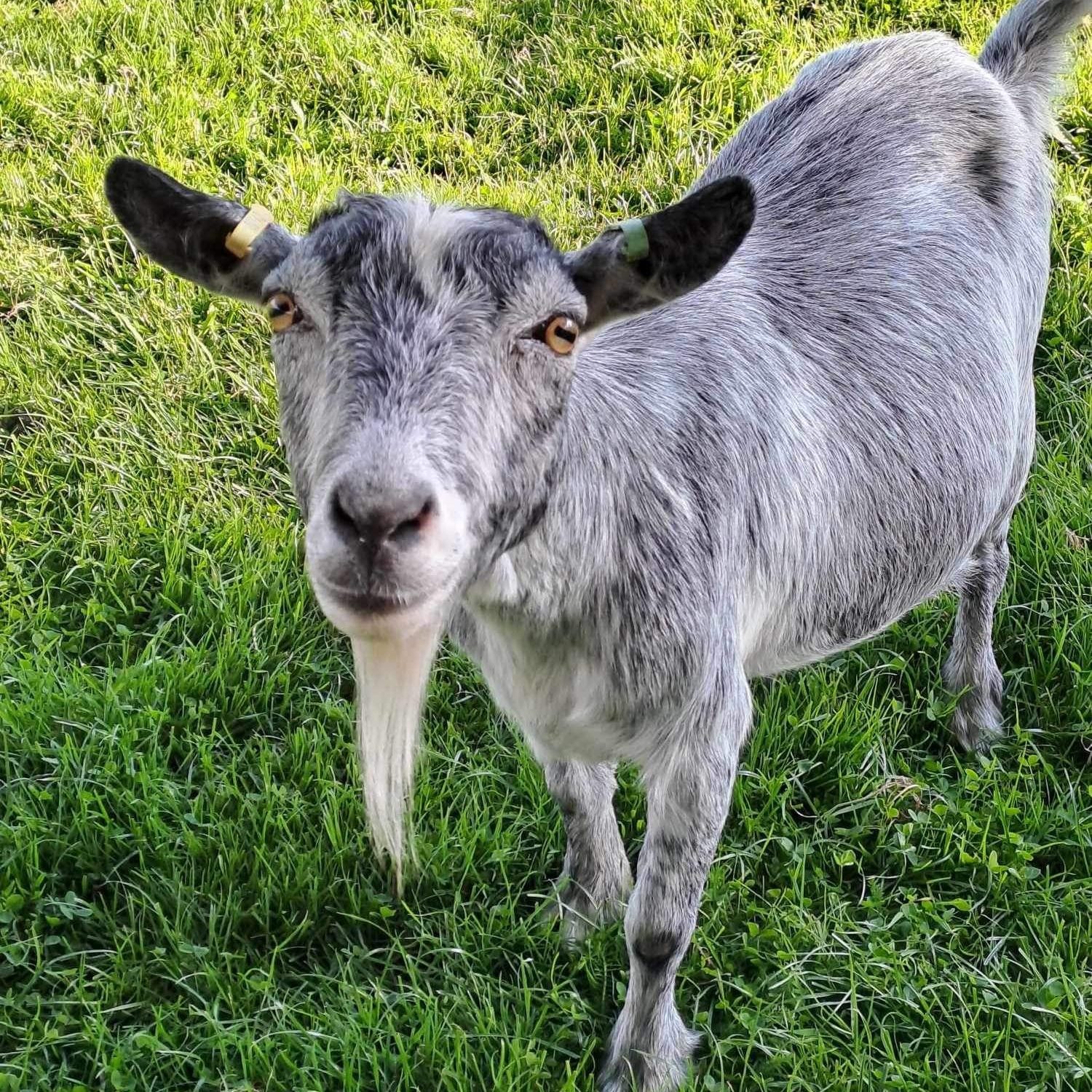 Sheep & Goats photo 2