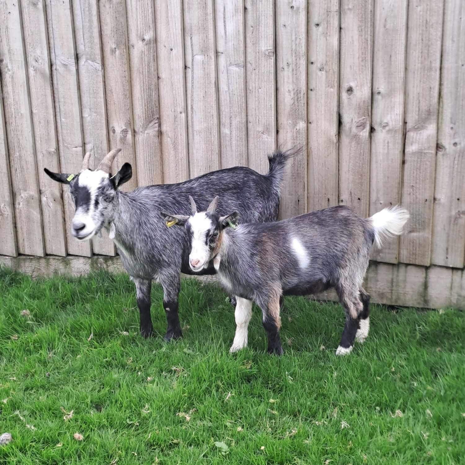 Sheep & Goats photo 4