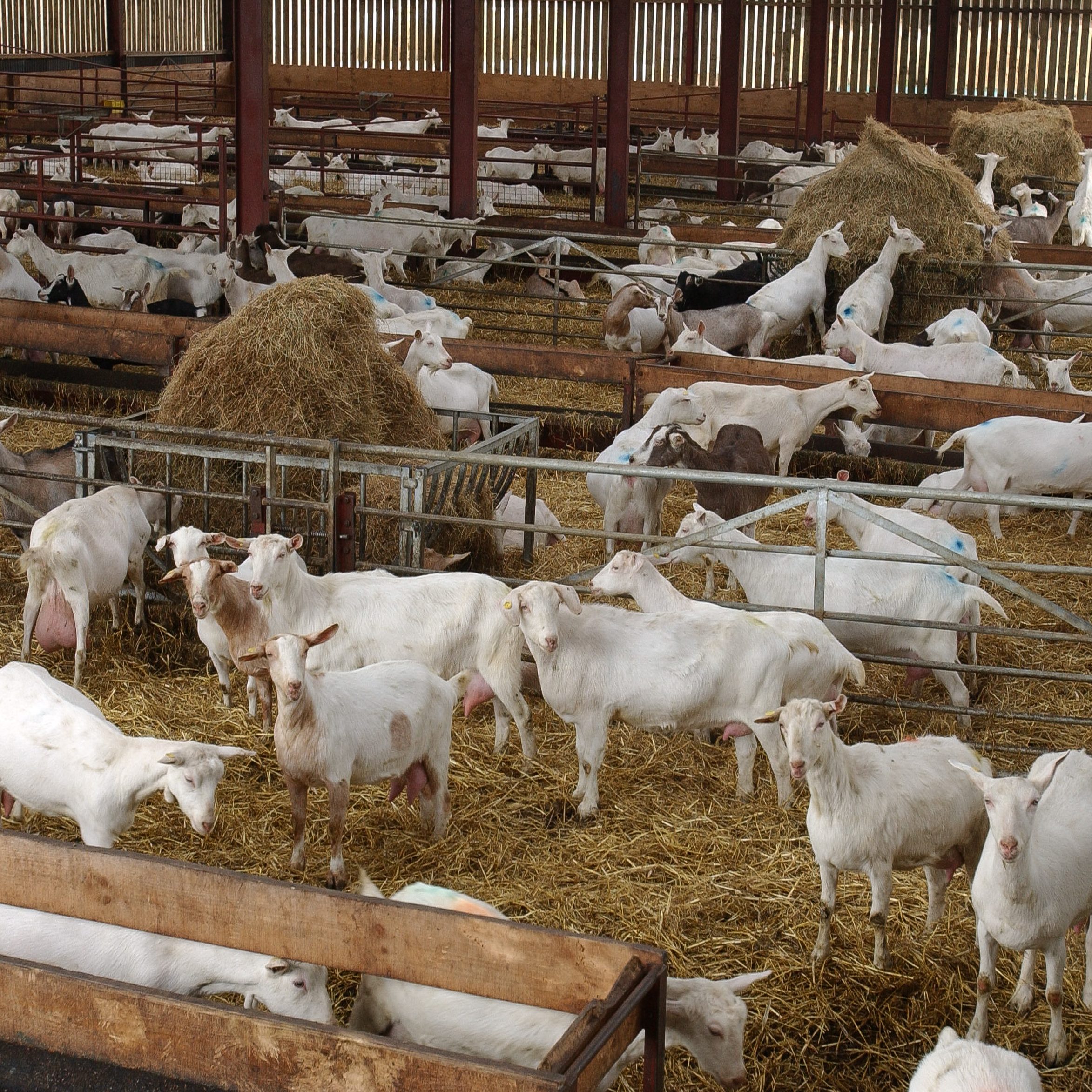 Sheep & Goats photo 5