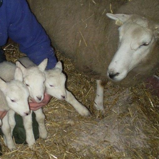Sheep & Goats photo 7