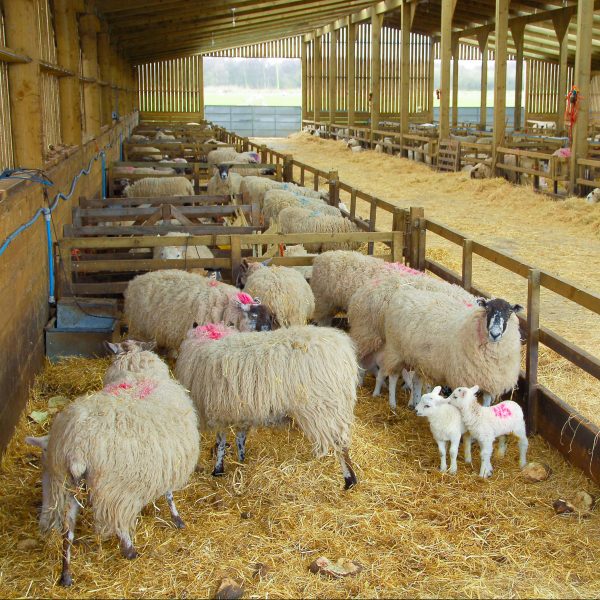 Mule ewes and lambs in a wooden lambing shed.