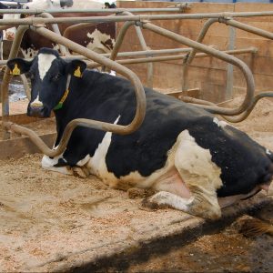 Holstein cow lying in a cubicle with mattress and sawdust bedding.