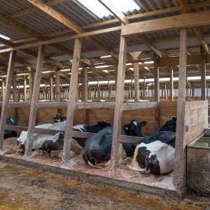 Wooden farm cubicle house for Holstein dairy cows, Lancashire.