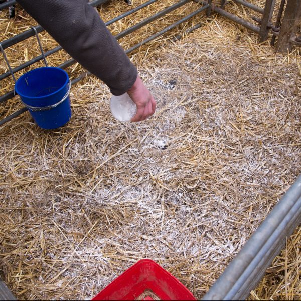 Sprinkling lime in a lambing pen to keep down infections in a lambing shed, Lancashire.
