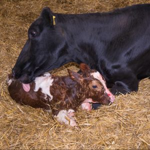 Newly born Red Holstein bull calf with Holstein cow in a straw calving yard, Cheshire.