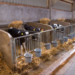 Dairy calves in pens, Feizor, North Yorkshire.