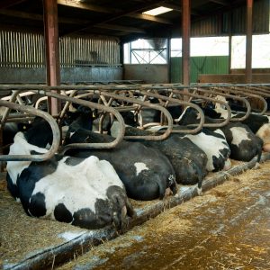 Holstein cows lying down in cubicles with mattresses and bedded with straw, Stoke on Trent.