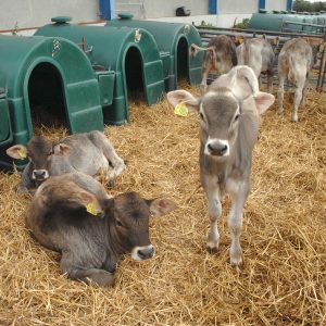 Brown Swiss calves on straw and with kennels.