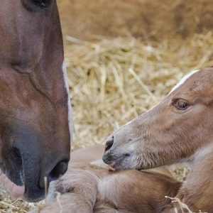 TAY3G1 new born foal