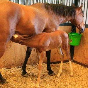BNJMY0 Mare with nursing foal at Chase Run Stable, Hamilton, Virginia, USA