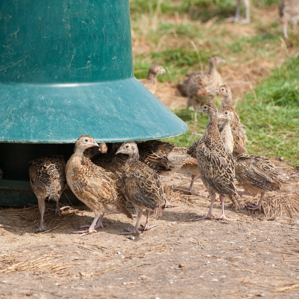 Five weeks old pheasants feeding from a plastic feeder,  Baschurch, Shropshire.