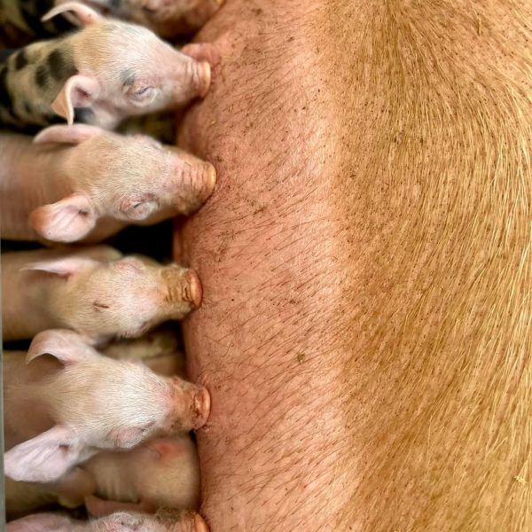 PIGS 2